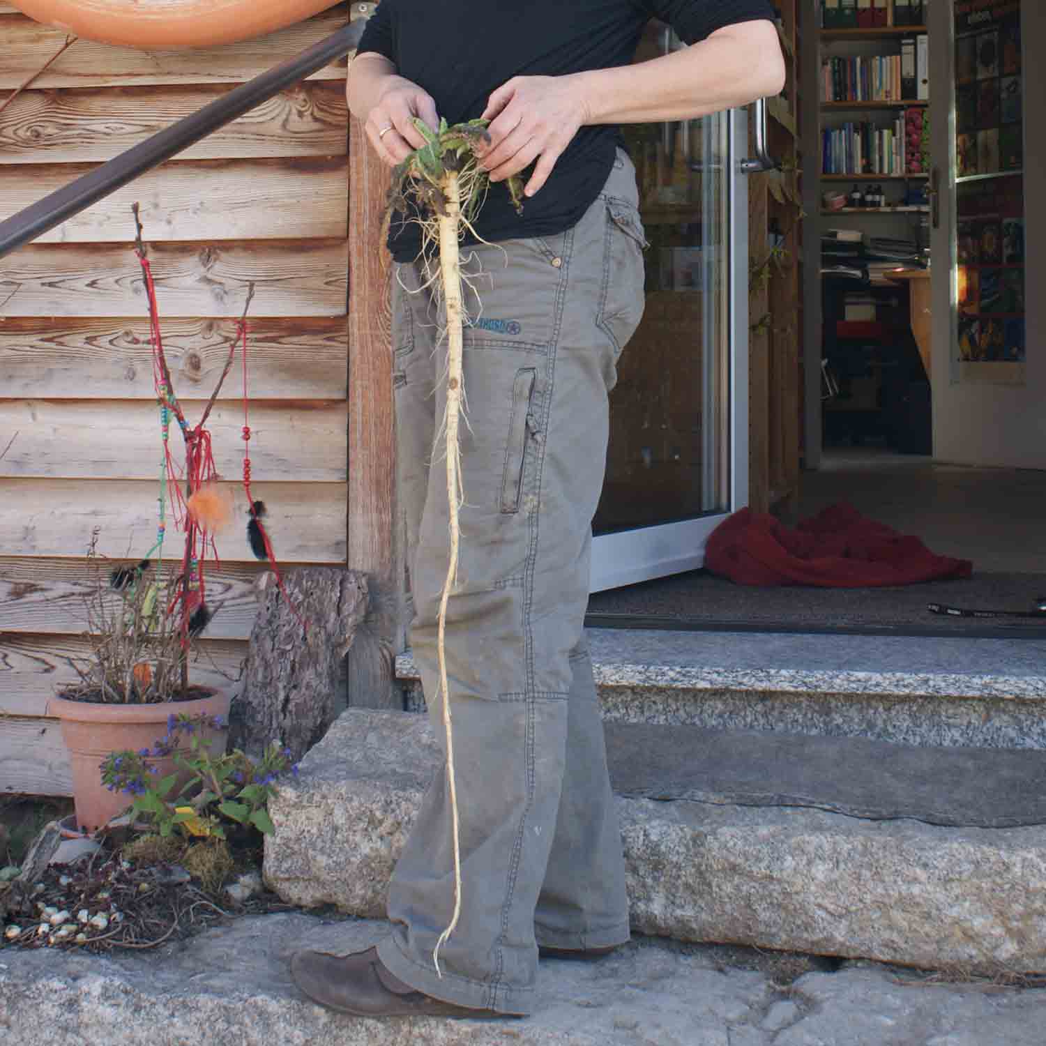 Karde-4 Wilde Karde - Wurzel