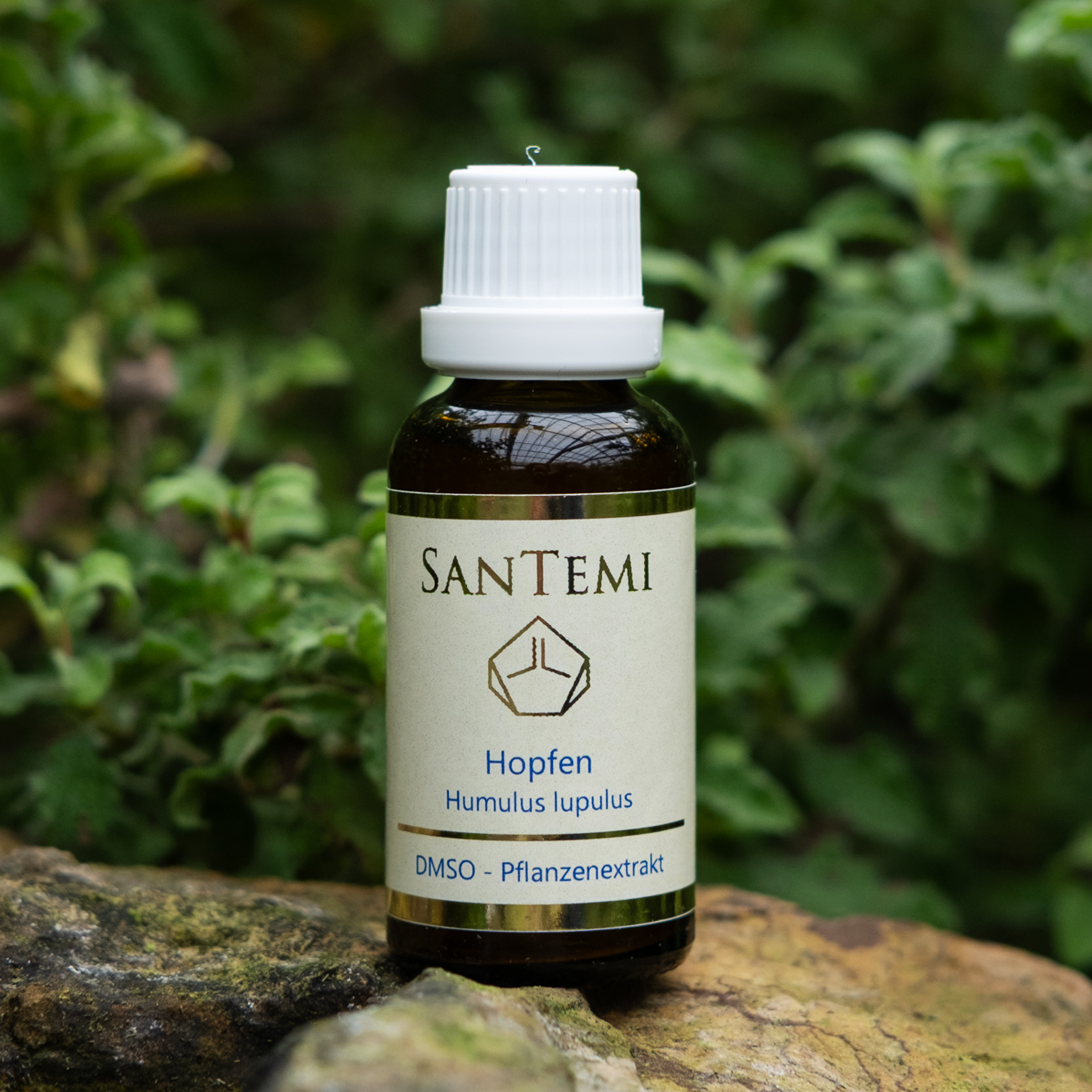 Hopfen (Humulus lupulus) DMSO Pflanzenextrakt 30 ml