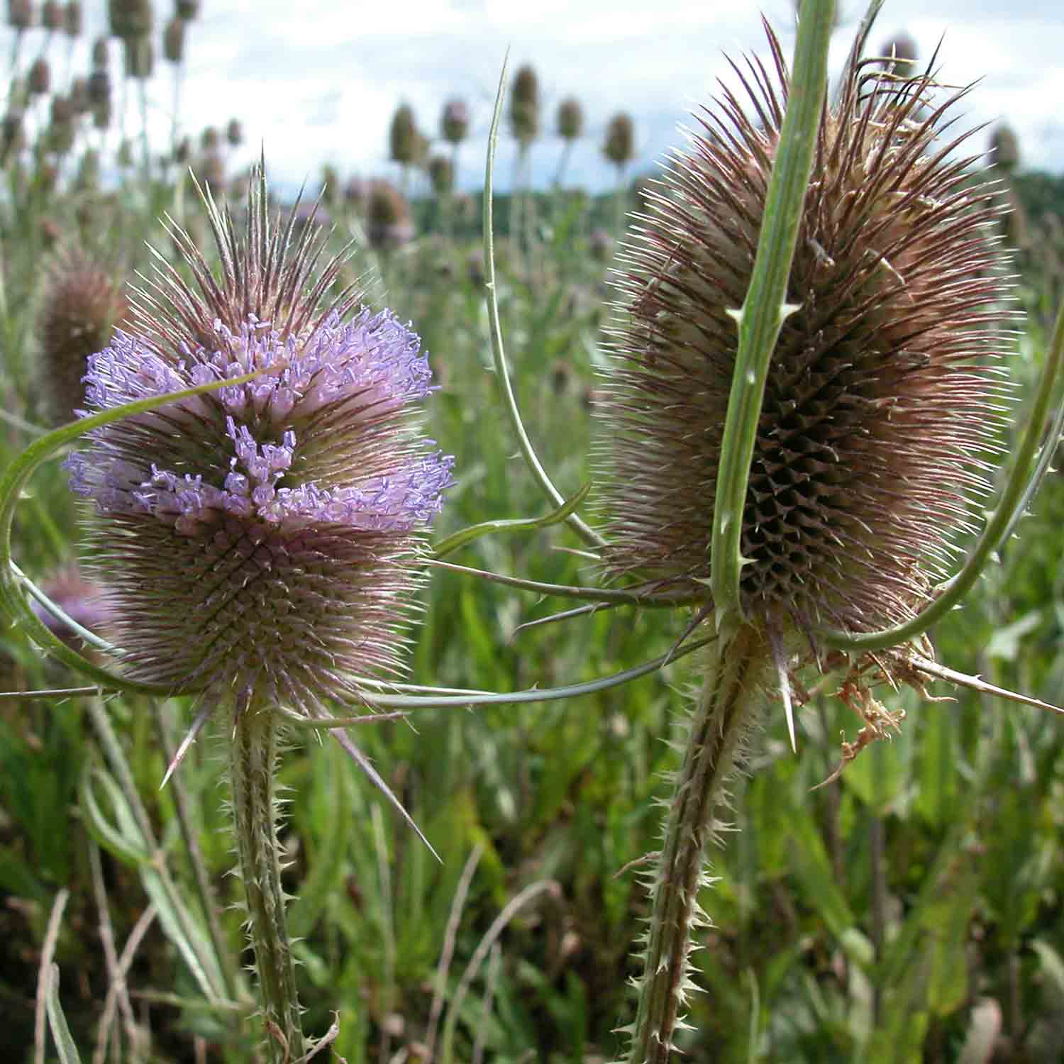 Karde-7 Wilde Karde - Blüte