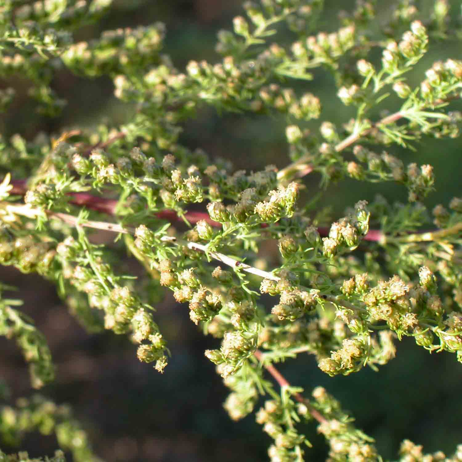 Artemisia annua - Die verbotene Heilpflanze Artemisia annua Blüte Quing Guo