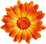 Calendula Kräutergarten Calendula Kräutergarten