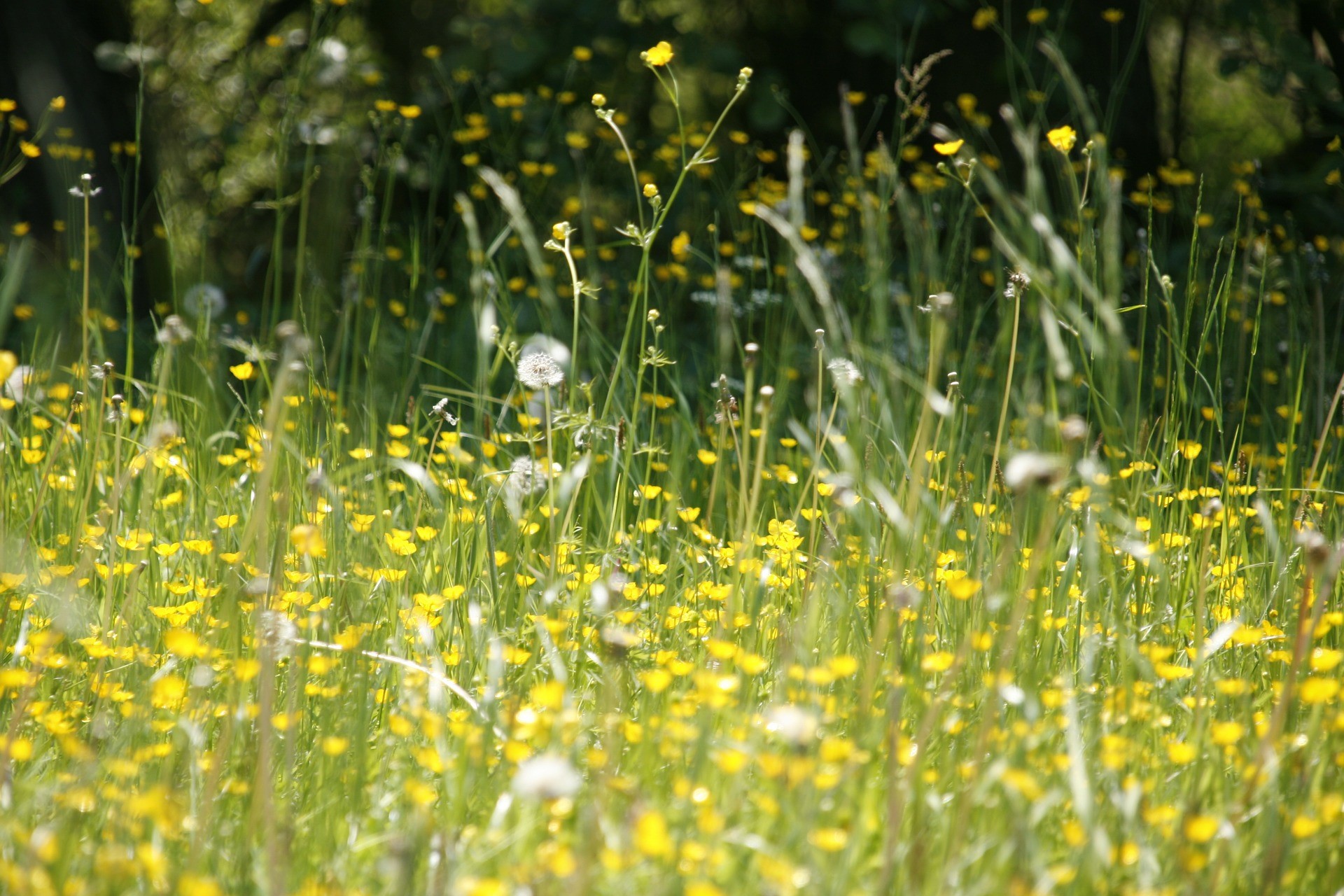 Heuschnupfen und die Helfer aus der Natur