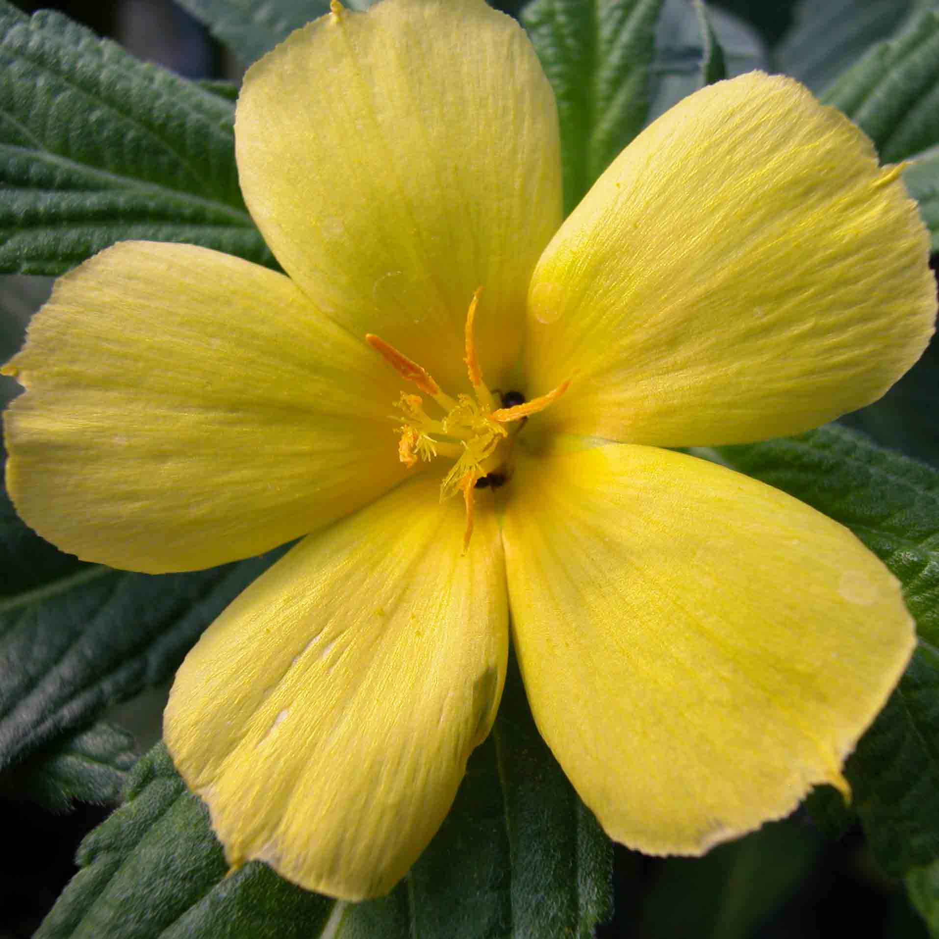 Eine gesunde Geschenkidee für Ihre Liebsten Damiana Blüte Turnera ulmifolia