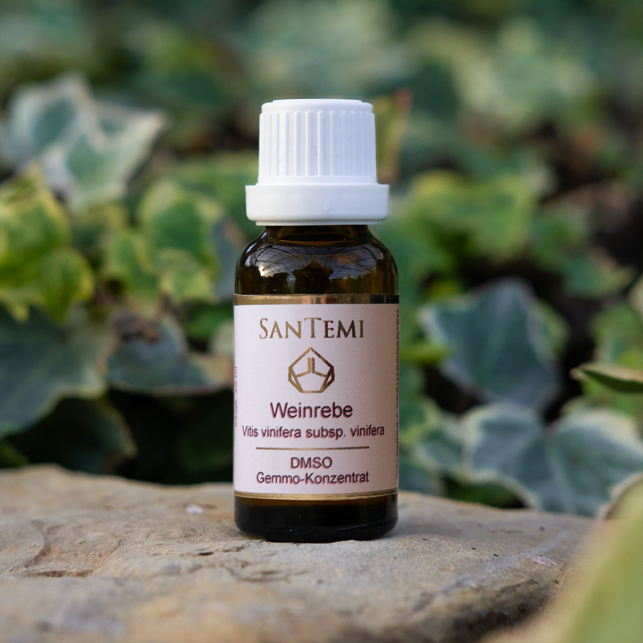 Weinrebe (Vitis vinifera subsp. vinifera) DMSO Gemmo-Konzentrat 20 ml